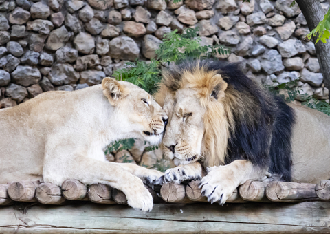 The Jerusalem Biblical Zoo